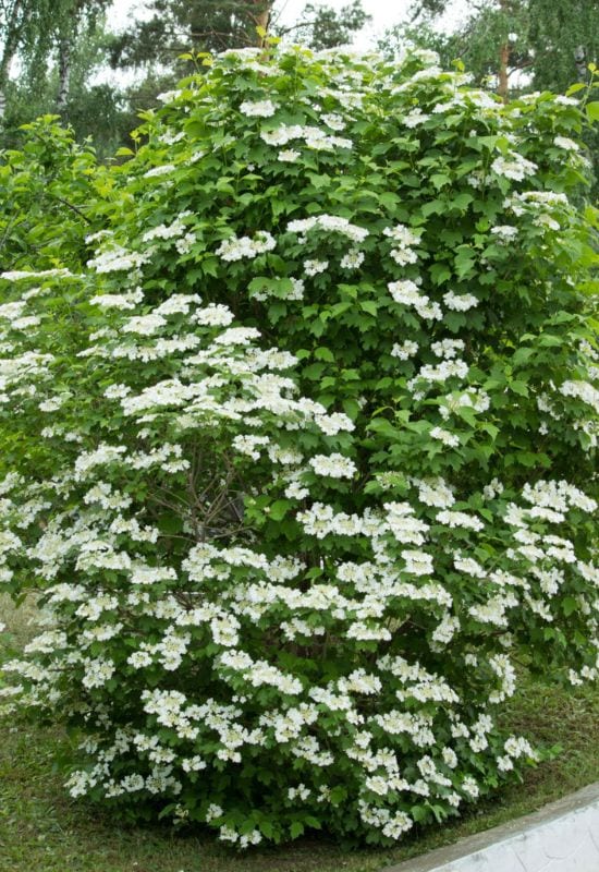 Viburnum (Viburnum spp.)