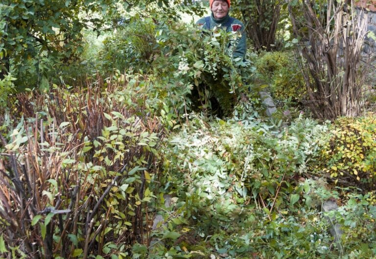 What to Prune In Fall Types of Pruning to Be Done from September to November