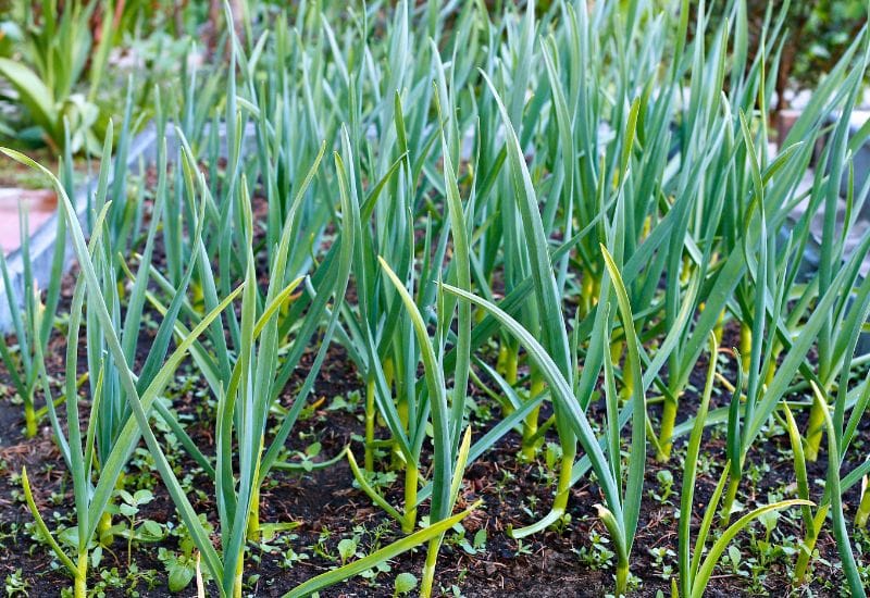 When And HowTo Plant Fall Garlic