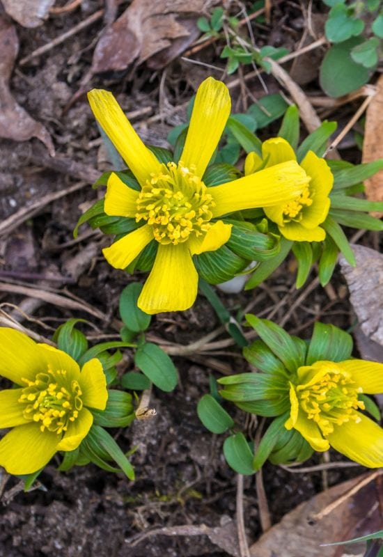 Winter Aconite