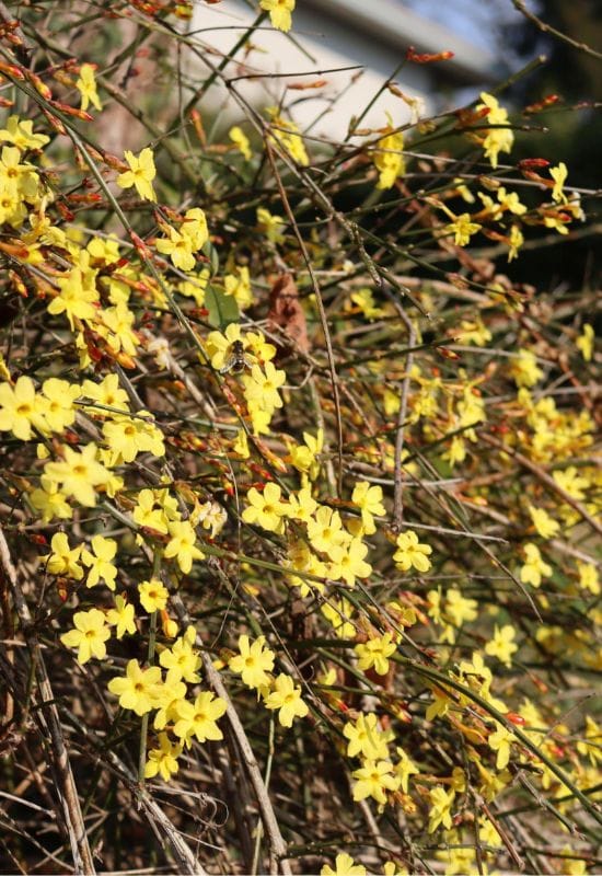 Winter Jasmine (Jasminum spp. and Trachelospermum spp.)