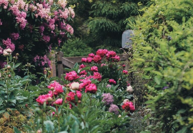 8 Things to Do with Peonies at the End of the Season to Prepare for Winter