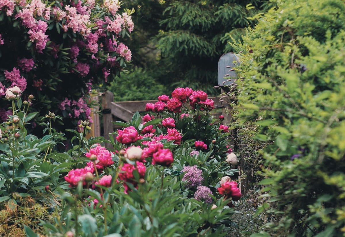 Winter is Coming: Prepare Your Peonies with These 8 End-of-Season Care Secrets!