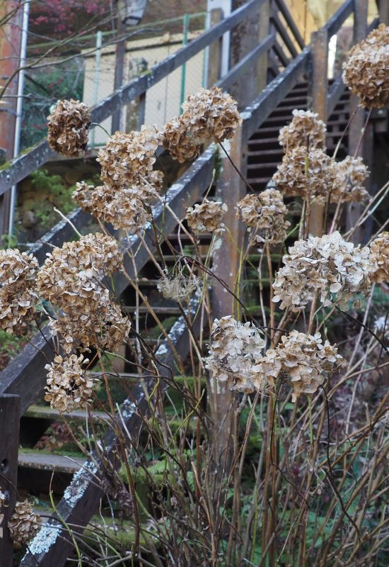 With Naked Branches, It Is Easier to Check Your Hydrangeas for Diseases