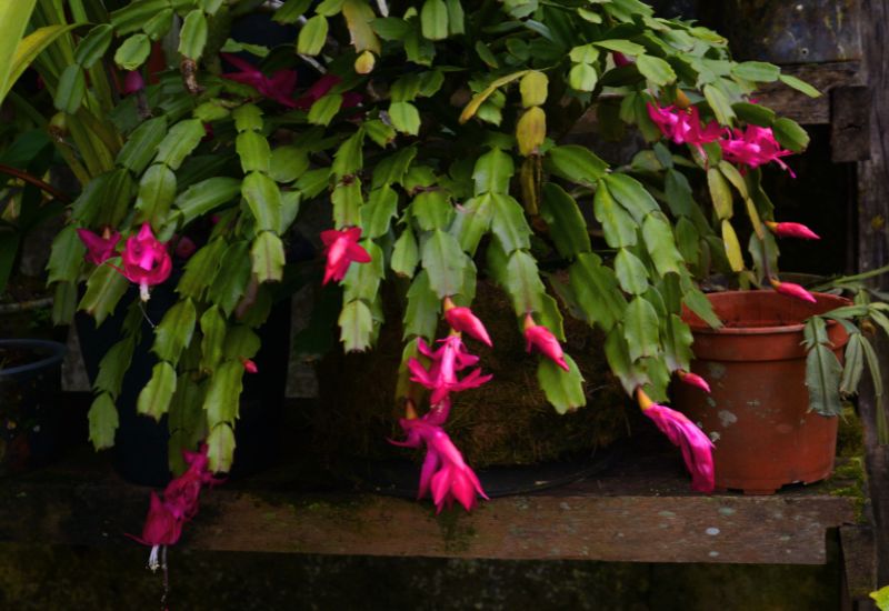 Your Christmas Cactus Needs Darkness to Blossom