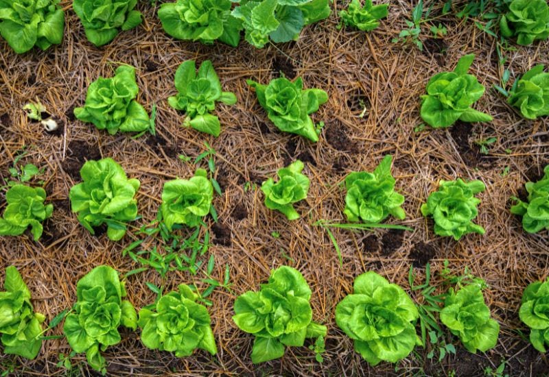 distance between each row of lettuce 