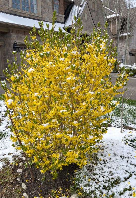 Don't Prune Winter Blooming Jasmine Varieties