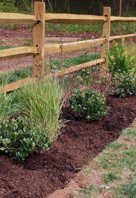 plant cold hardy evergreen shrubs