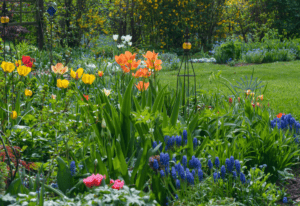 Spring Blooming Bulbs to Plant This Fall