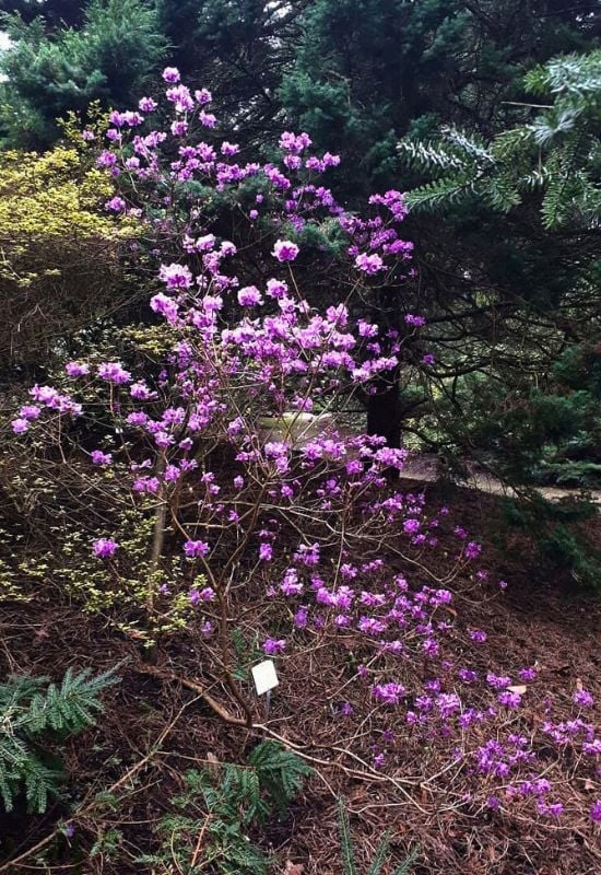 ‘Mid Winter’ Rhododendron (Rhododendron duaricum ‘Mid Winter’)