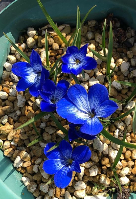 18 Winter-Blooming Plants That Keep Gardens Alive With Color, Even in the Snow 17 Blue Chilean Crocus (Techophilaea cyanocrocus)