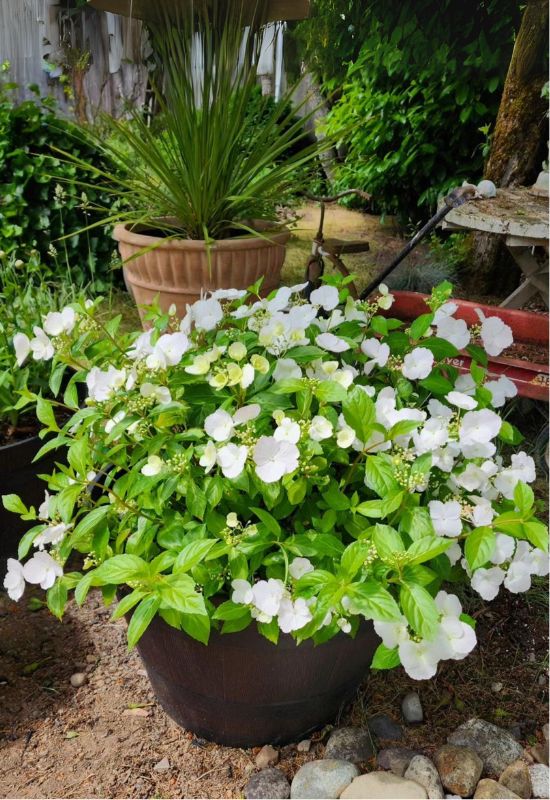 Cascade Hydrangea