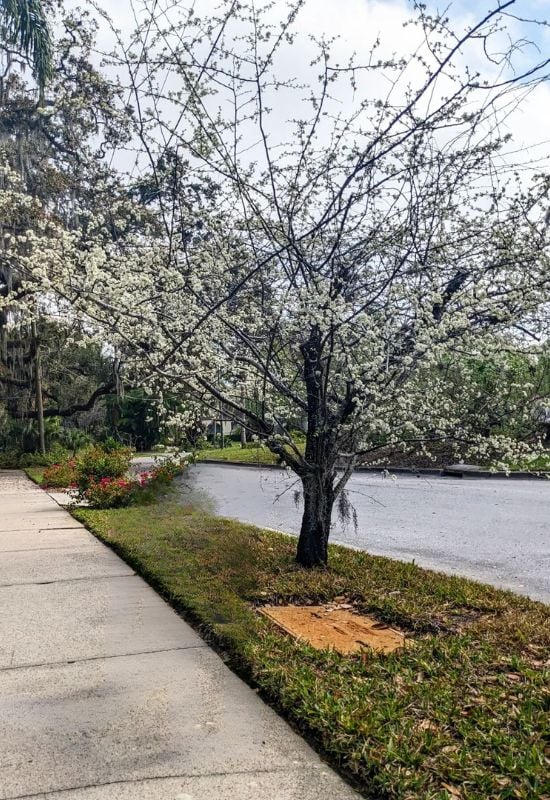 18 Winter-Blooming Plants That Keep Gardens Alive With Color, Even in the Snow 13 Chickasaw Plum (Prunus angustifolia)