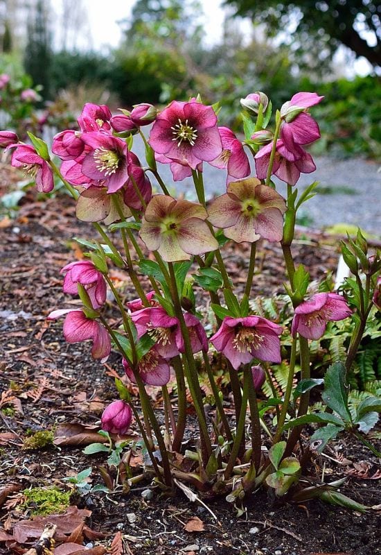 18 Winter-Blooming Plants That Keep Gardens Alive With Color, Even in the Snow 2 Hellebore (Helleborus spp.)