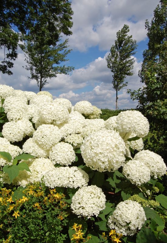 Hydrangea arborescens