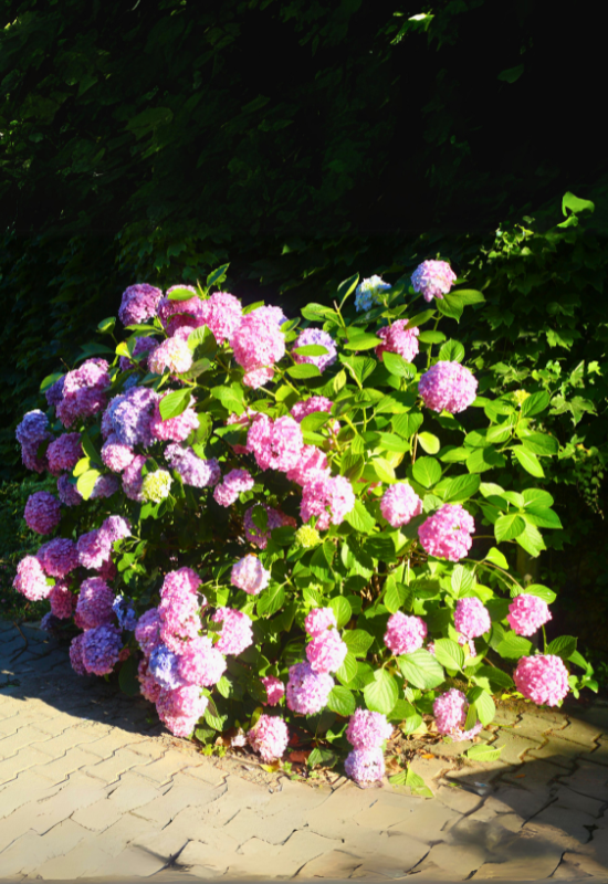 Hydrangea macrophylla