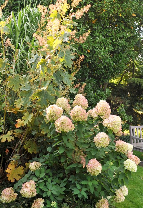 Hydrangea paniculata