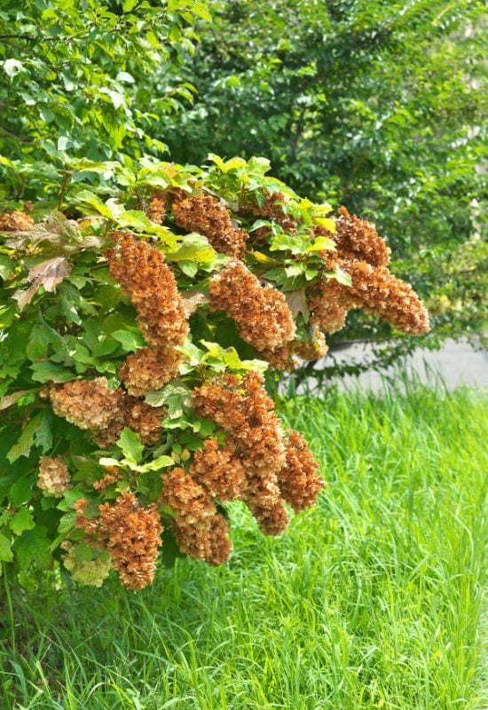 When to Prune Each Type of Hydrangea (and How to Do It Like a Pro!)