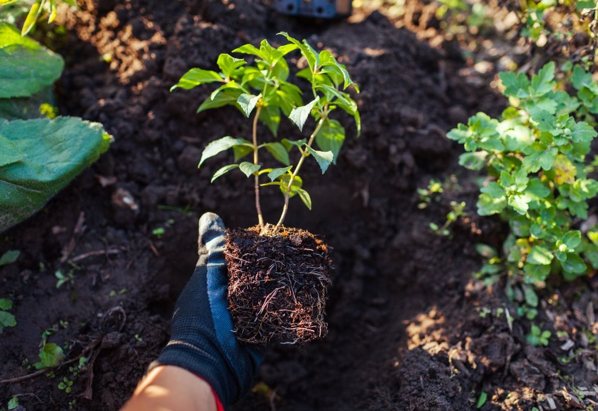 Reasons Why Fall, Not Spring is the Best Time to Plant Hydrangeas