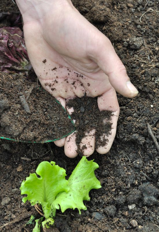 What Leaf Compost Will Do For Your Garden