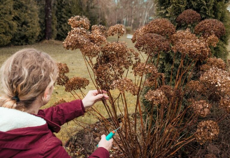 When to Prune Each Type of Hydrangea (And How to Do It Like a Professional!)