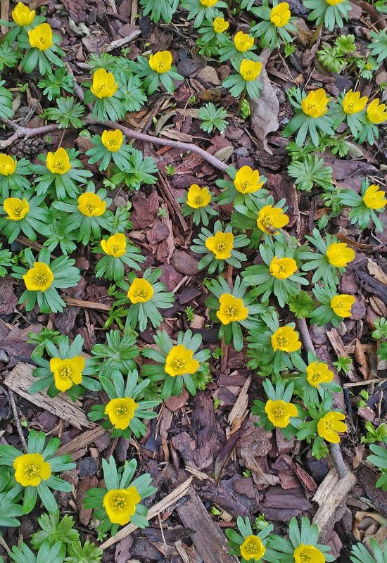 18 Winter-Blooming Plants That Keep Gardens Alive With Color, Even in the Snow 6 Winter Aconite (Eranthis hyemalis)