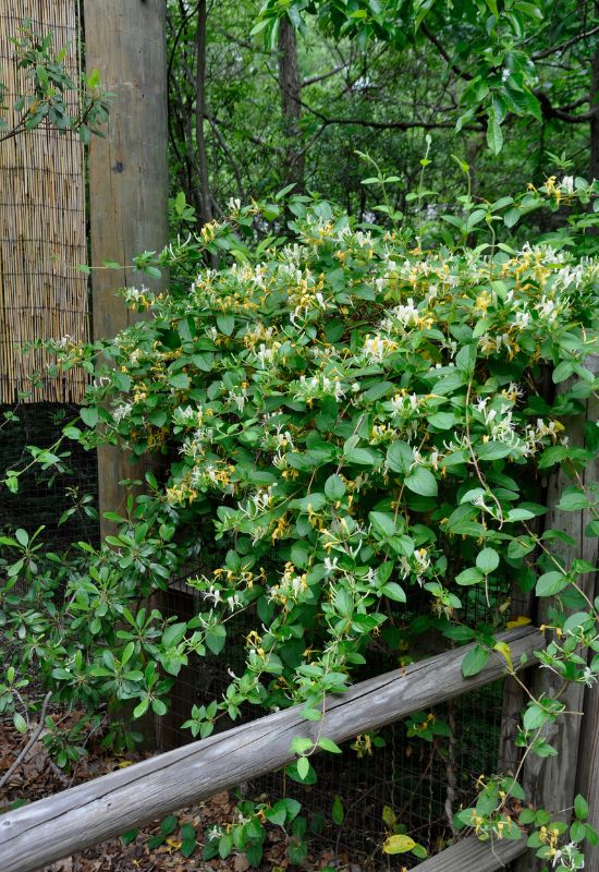 18 Winter-Blooming Plants That Keep Gardens Alive With Color, Even in the Snow 7 Winter Honeysuckle (Lonicera fragrantissima)