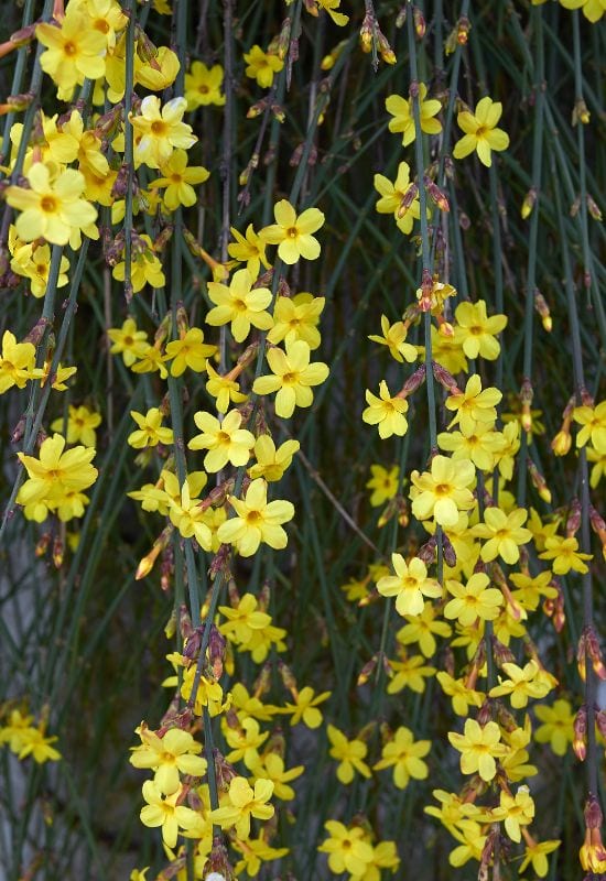 18 Winter-Blooming Plants That Keep Gardens Alive With Color, Even in the Snow 14 Winter Jasmine (Jasminum nudiflorum)