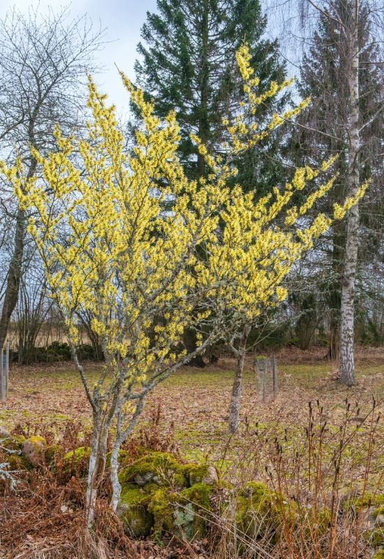 18 Winter-Blooming Plants That Keep Gardens Alive With Color, Even in the Snow 11 Witch Hazel (Hamamelis x intermedia)