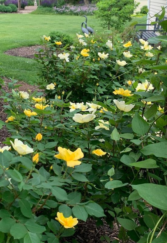 ‘Flower Yellow Carpet’ Groundcover Rose (Rosa ‘Flower Yellow Carpet’)