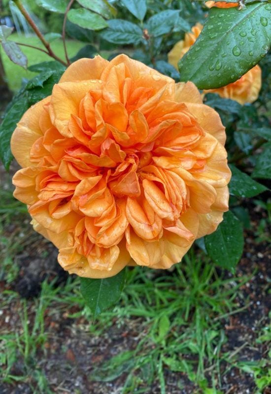 ‘Golden Beauty’ Floribunda Rose (Rosa ‘Golden Beauty’)