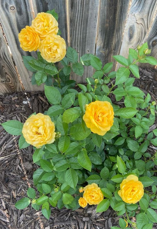 ‘Julia Child’ Floribunda Rose (Rosa ‘Julia Child’)