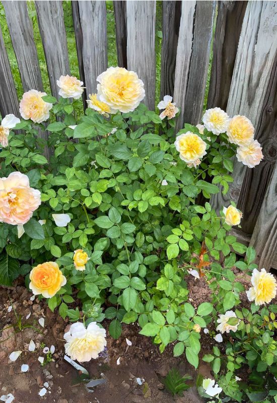 ‘Molineux’ English Rose (Rosa ‘Molineux’)
