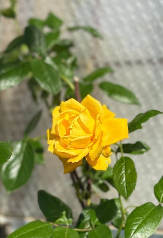 ‘Radiant Perfume’ Grandiflora Rose (Rosa ‘Radiant Perfume’)