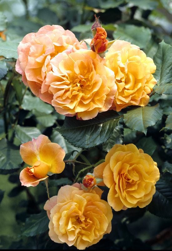 ‘Suñorita’ Shrub Rose (Rosa ‘Suñorita’)