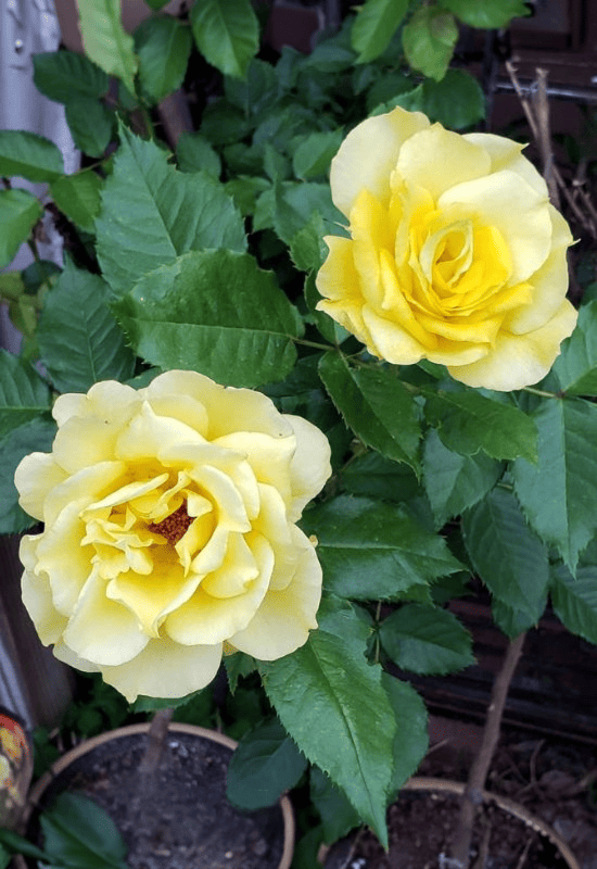 ‘Sunsprite’ Floribunda Rose (Rosa ‘Sunsprite’)