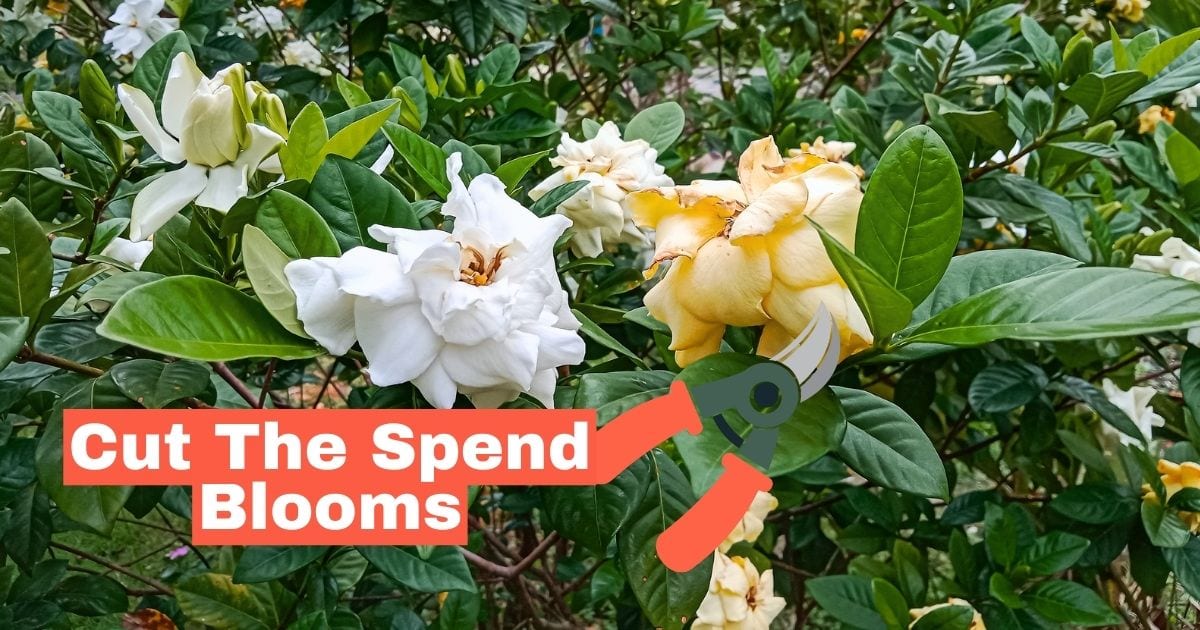 When Do Gardenias Bloom and 5 Foolproof Tricks to Get More Flowers