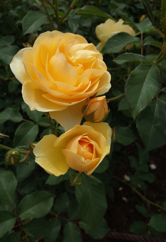 Graham Thomas’ English Rose (Rosa ‘Graham Thomas’)