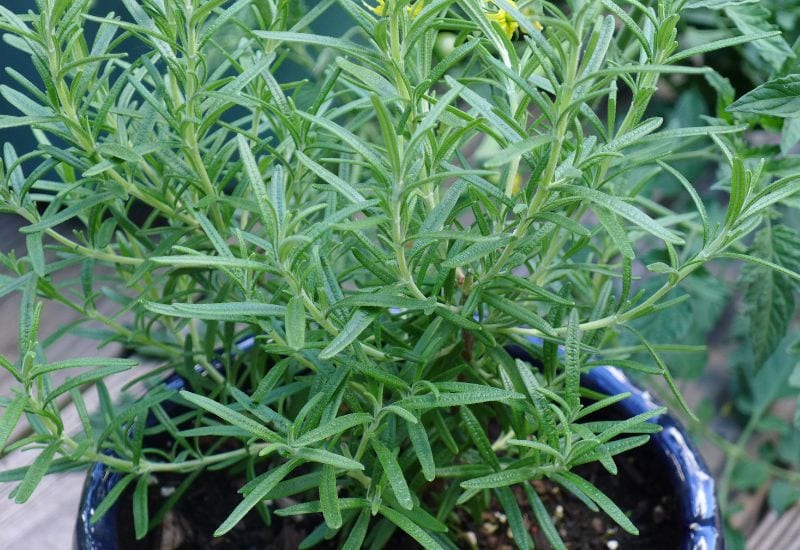 Rosemary (Salvia rosmarinus, formerly known as Rosmarinus officinalis)