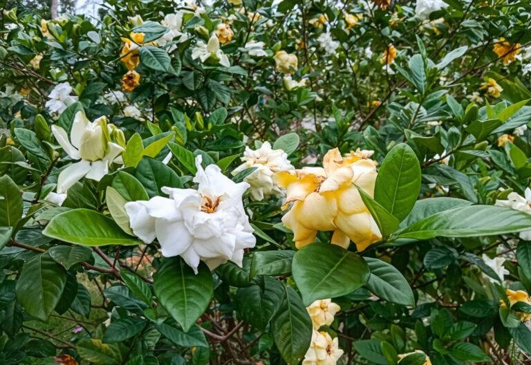 When Do Gardenias Bloom and 5 Foolproof Tricks to Get More Flowers