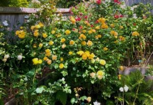 Yellow Rose Varieties