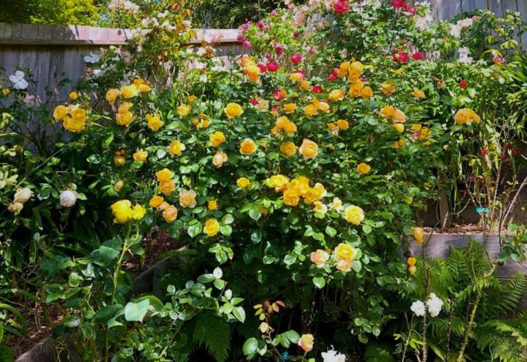 20 Breathtaking Yellow Rose Varieties to Illuminate Your Garden With Vibrant Splendor