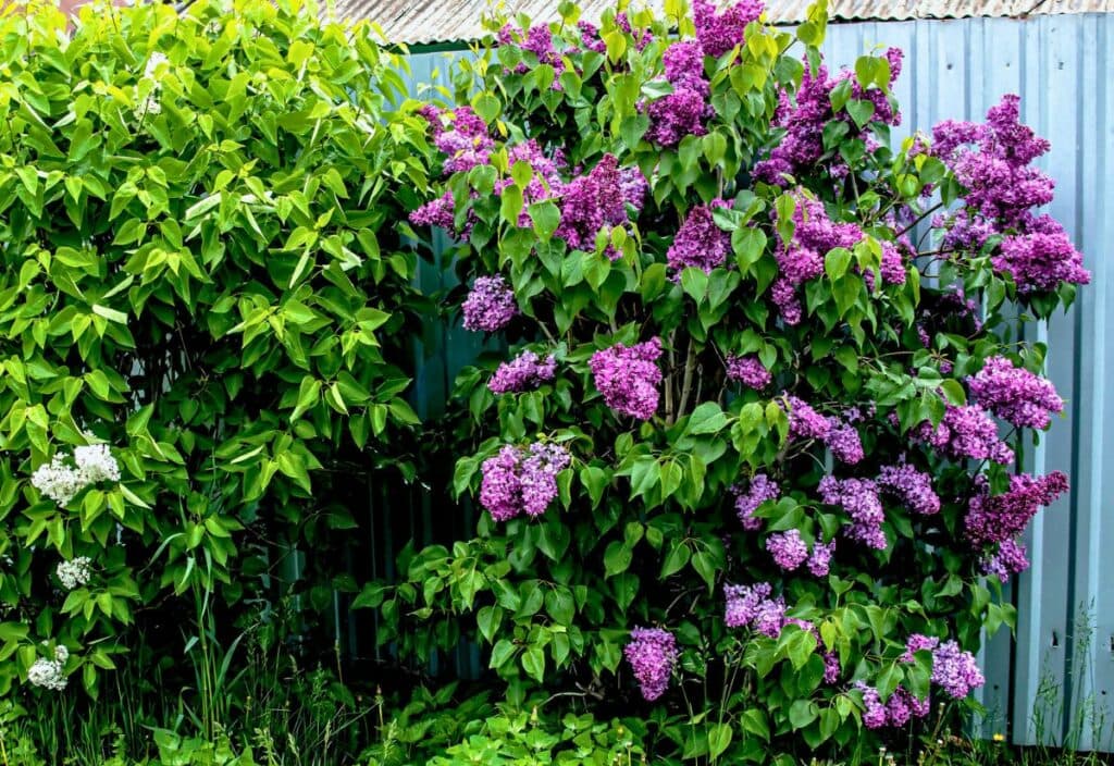 10 Spring Lilac Care Tips