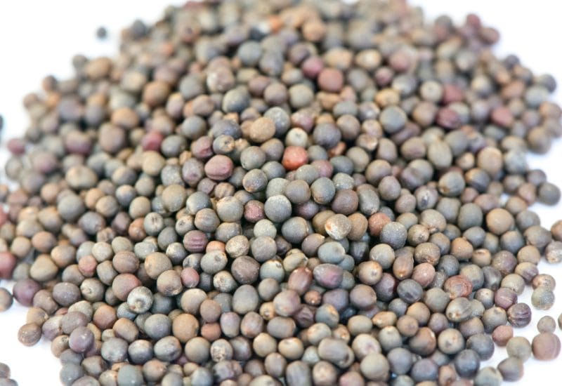 Brussels’ Sprouts Seeds