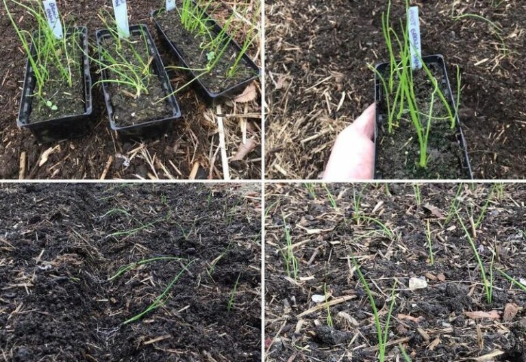 Dramatically Increase Your Onion Yield with This Little-Known Transplanting Technique