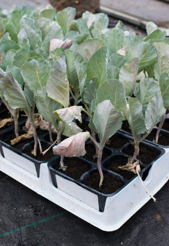 How to Grow Cabbage Seeds in February