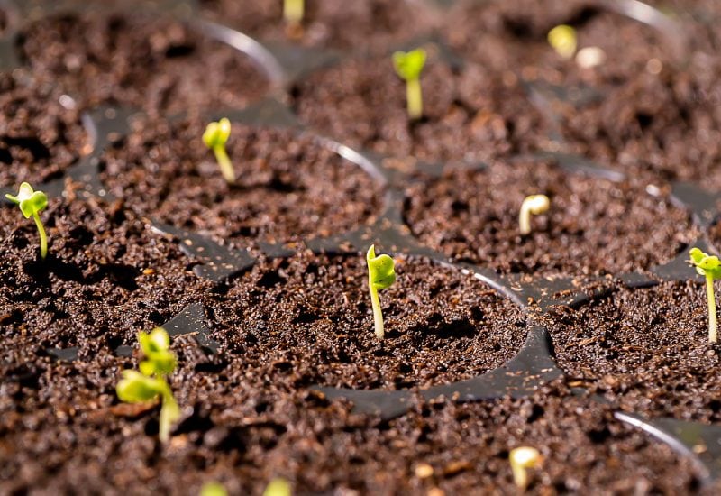 How to Grow Kale& Collards in February