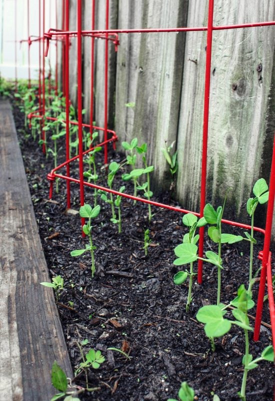 Sugar Snap Pea 