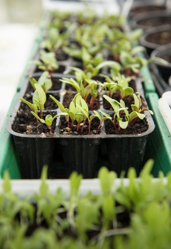 How to Grow Swiss Chard in February