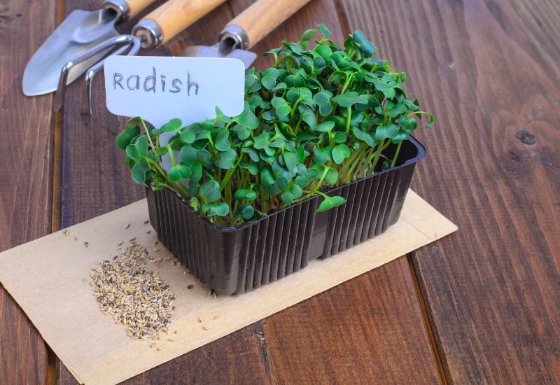 How to Plant Radish Seeds in February